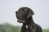 DOGUE ALLEMAND 508